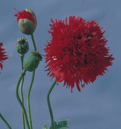 Picture of Papaver Paeoniflorum Oase
